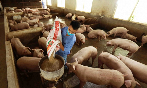 Giá heo hơi hôm nay 20/12: Có dấu hiệu tăng