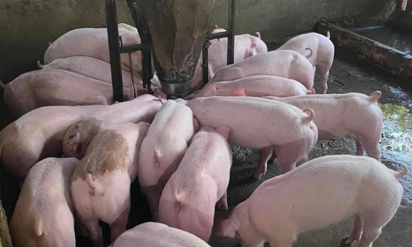 Giá heo hơi hôm nay 22/12: Doanh nghiệp không tăng, giá heo trong dân vẫn nhích