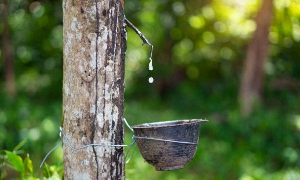 Giá cao su hôm nay 21/12: Tăng trên thị trường châu Á