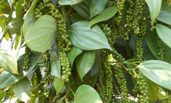 Giá tiêu hôm nay 21/12: Lao dốc