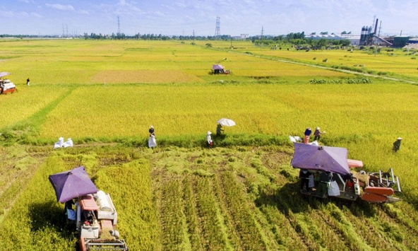 Ngành nông nghiệp tiếp tục là 'trụ đỡ' của nền kinh tế