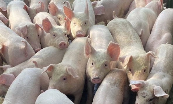 Giá heo hơi hôm nay 23/12: Giá heo mỗi ngày tăng 1.000 đồng/kg