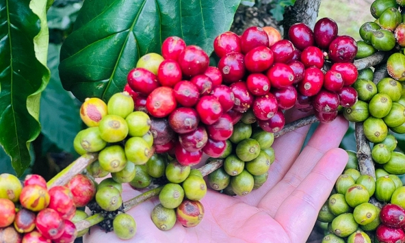 Giá cà phê hôm nay 23/12: Lao dốc