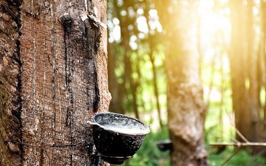 Giá cao su hôm nay 25/12: Giảm nhẹ