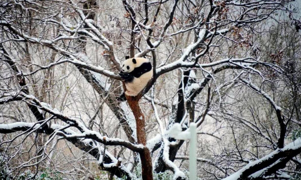 Bắc Kinh trải qua đợt lạnh nhất 70 năm, trong khi người Canada đón một Giáng sinh không có tuyết