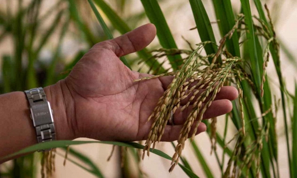 Philippines gia hạn cắt giảm thuế nhập khẩu gạo để chống lạm phát