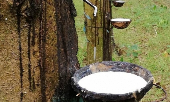 Giá cao su hôm nay 26/12: Không có nhiều biến động