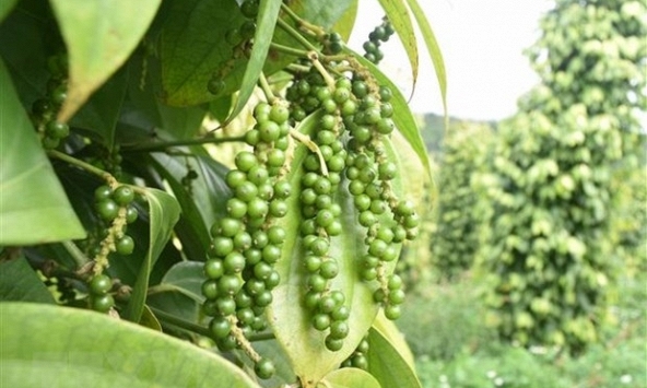 Giá tiêu hôm nay 26/12: Tiếp tục tăng mạnh