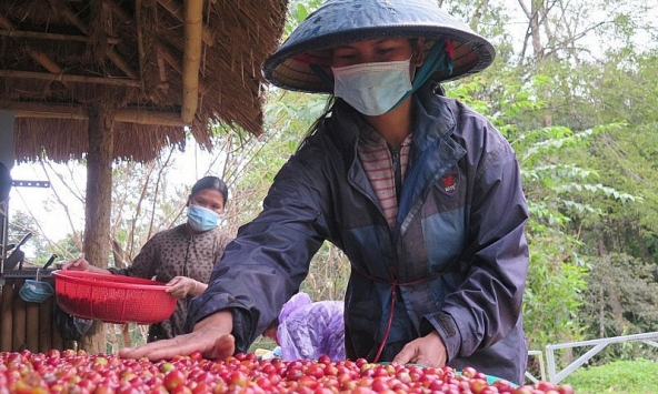 Giá cà phê hôm nay 26/12: Dao động 67.200 - 68.000 đồng/kg