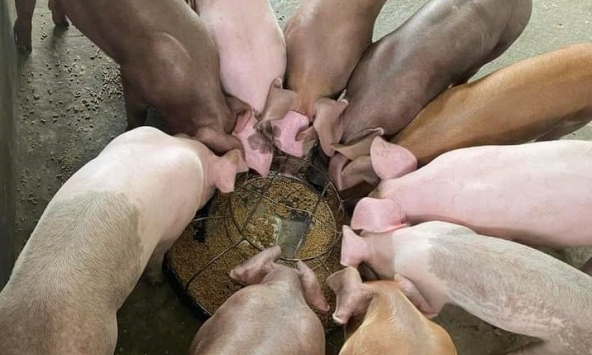 Giá heo hơi hôm nay 26/12: Giá heo tiếp tục giữ nguyên