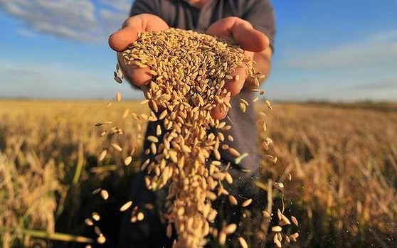 Nguồn cung lương thực thiết yếu toàn cầu năm 2024 sẽ giảm do thời tiết khô hạn