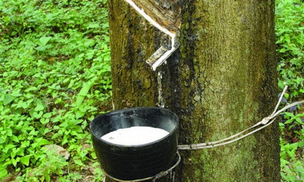 Giá cao su hôm nay 27/12: Giảm nhẹ