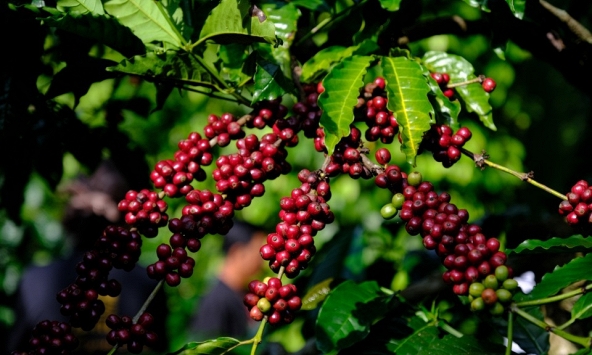Giá cà phê hôm nay 27/12: Cao nhất 68.000 đồng/kg