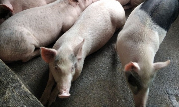 Giá heo hơi hôm nay 28/12: Công ty bất ngờ điều chỉnh tăng giá