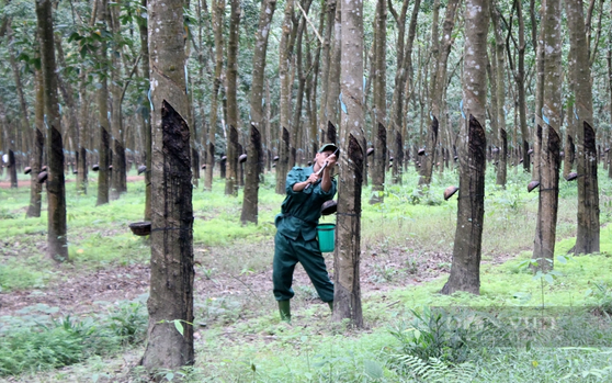 Giá cao su hôm nay 28/12: Tăng trên sàn châu Á