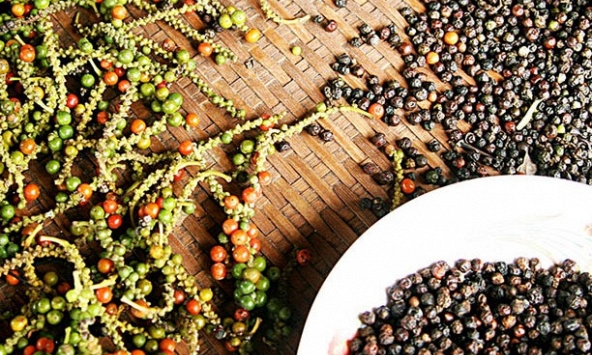 Giá tiêu hôm nay 28/12: Tăng 500 đồng/kg