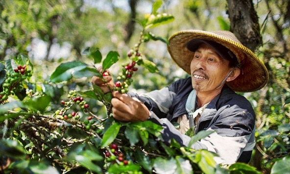 Giá cà phê hôm nay 29/12: Tăng mạnh