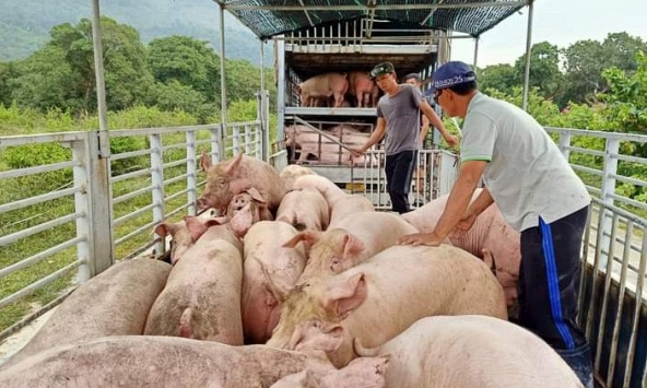 Giá heo hơi hôm nay 30/12: Ba miền giữ trong khoảng 48.000- 50.000 đồng/kg