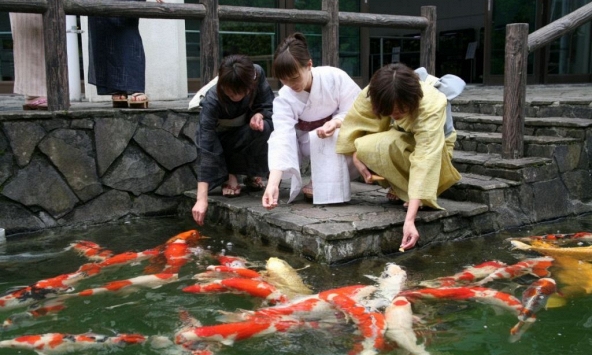 Cá Koi Nhật Bản tạm dừng xuất khẩu sang Trung Quốc