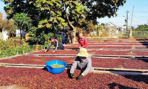 Giá cà phê hôm nay 30/12: Dao động trong khoảng 68.900 - 69.600 đồng/kg