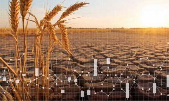 Giá gạo cao khiến lạm phát sôi sục ở châu Á