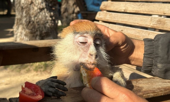 Những con vật đang chết dần trong vườn thú ở Gaza