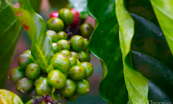 Giá cà phê hôm nay 3/1: Xu hướng giảm