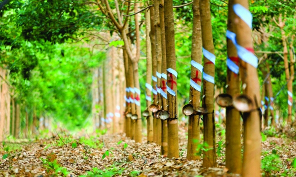 Giá cao su hôm nay 3/1: Biến động trái chiều