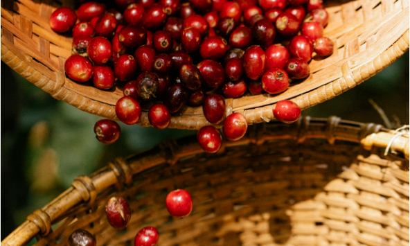 Dự báo tích cực về giá cà phê năm 2024