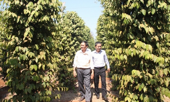 Giá tiêu hôm nay 4/1: Tăng 1.000 đồng/kg