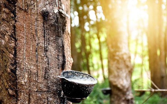 Giá cao su hôm nay 5/1: Giảm trên sàn châu Á