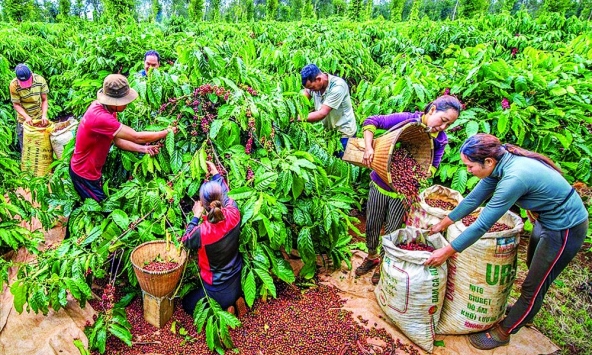 Giá cà phê hôm nay 5/1: Tăng nhẹ