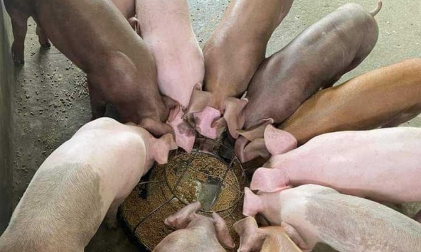 Giá heo hơi hôm nay 6/1: Vẫn duy trì ở mức thấp