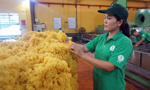 Giá cao su hôm nay 6/1: Giảm nhẹ