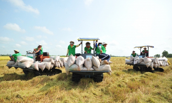 Đồng Baht biến động, gạo Thái Lan mất lợi thế cạnh tranh với Việt Nam