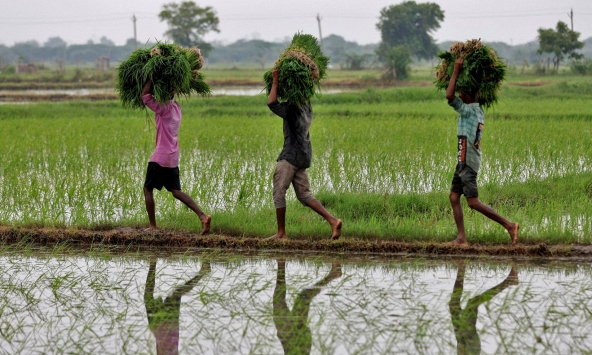 Di cư ngược ở Ấn Độ: Lao động ồ ạt 'bỏ phố về quê'