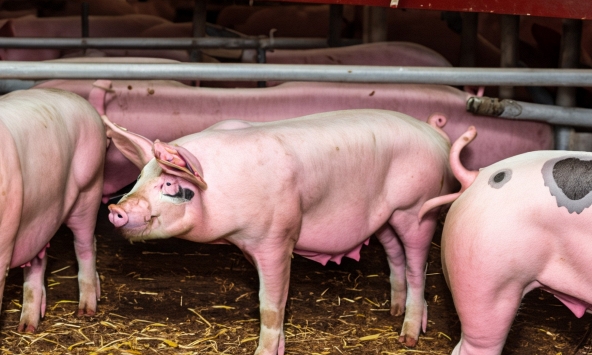 Giá heo hơi hôm nay 9/1: Miền Bắc tiếp tục tăng