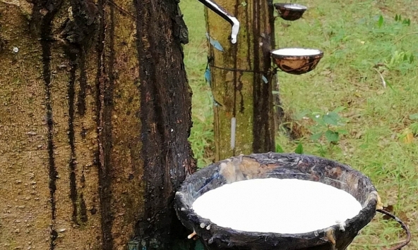 Giá cao su hôm nay 10/1: Biến động trái chiều