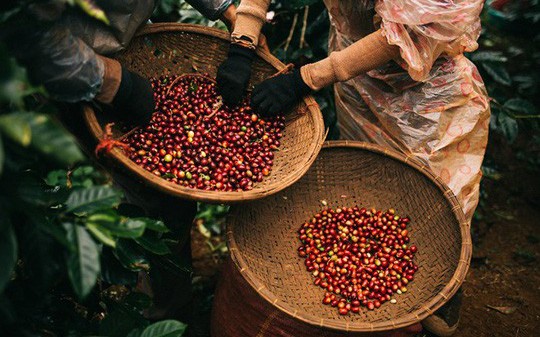 Giá cà phê hôm nay 10/1: Dao động từ 69.700 - 70.500 đồng/kg