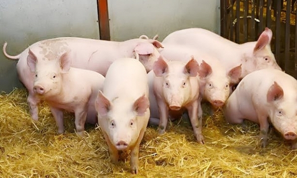 Giá heo hơi hôm nay 10/1: Ba miền cùng tăng