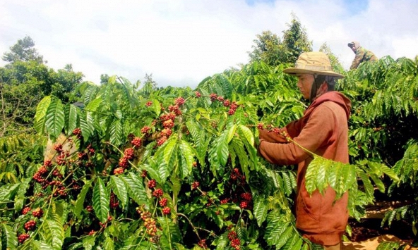 Giá cà phê hôm nay 11/1: Thị trường nội địa tiếp tục tăng