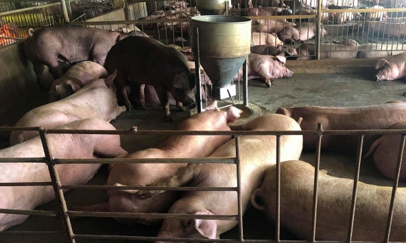 Giá heo hơi hôm nay 12/1: Công ty mỗi ngày tăng 1.000 đồng/kg tại miền Bắc