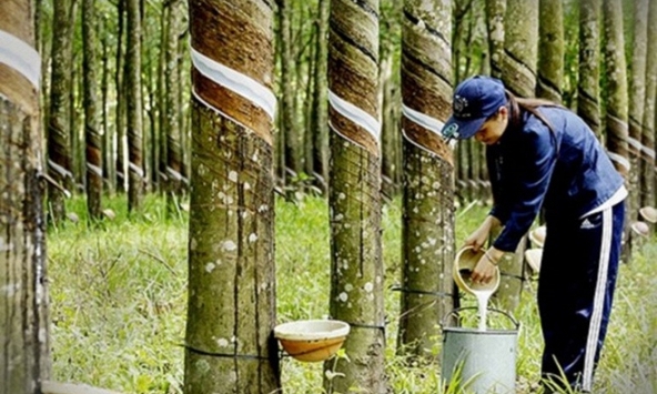 Giá cao su hôm nay 12/1: Đồng loạt tăng