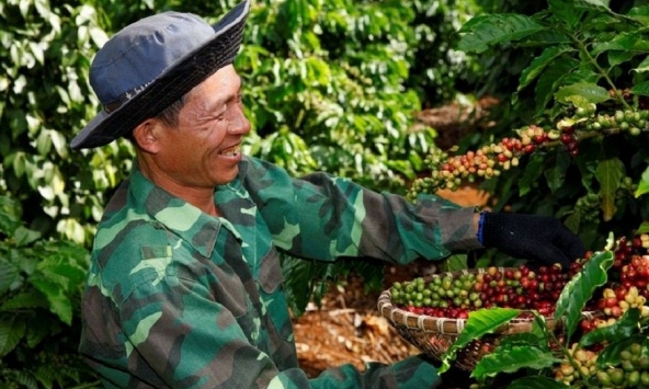 Giá cà phê hôm nay 12/1: Cao nhất 70.700 đồng/kg