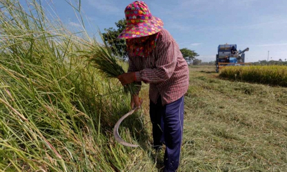 Xuất khẩu gạo Việt Nam và Thái Lan tăng vọt sau lệnh cấm của Ấn Độ