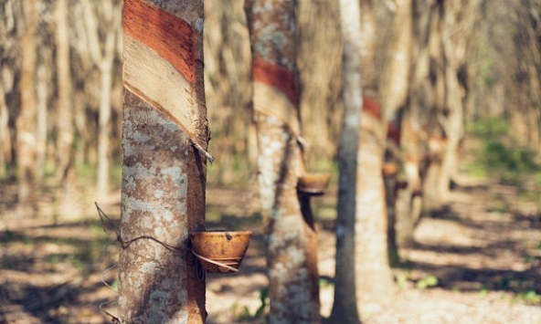 Giá cao su hôm nay 13/1: Tăng nhẹ trên sàn châu Á