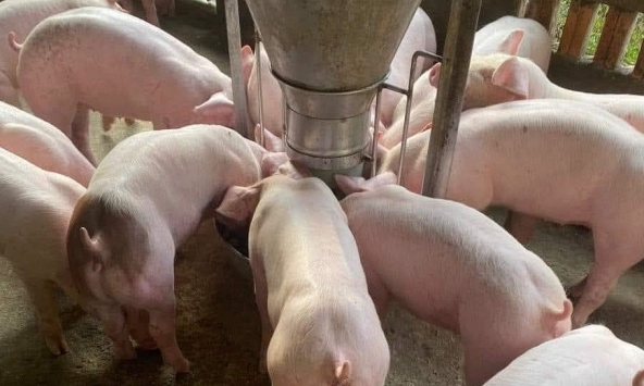 Giá heo hơi hôm nay 13/1: Giá heo từ các công ty tăng nhanh hơn nguồn heo trong dân