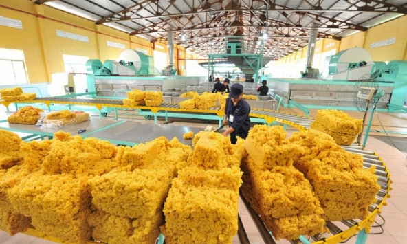 Giá cao su hôm nay 15/1: Tăng nhẹ trên sàn Thượng Hải