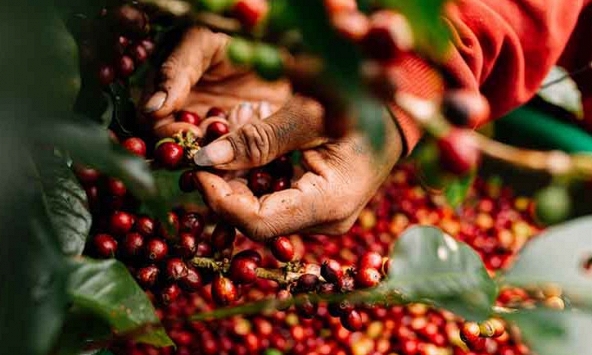 Giá cao su hôm nay 16/1: Biến động trái chiều