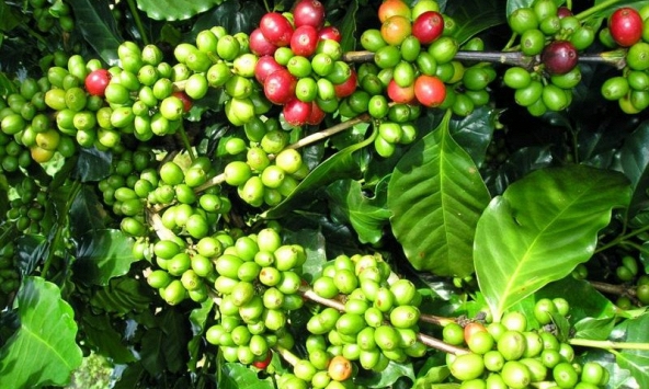 Giá cà phê hôm nay 16/1: Tăng giảm trái chiều